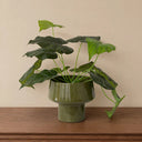 Christmas Gifts Under £50