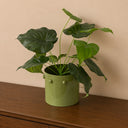 Medium Olive Green Bobbled Metal Planter Pot - 18.5cm x 22cm