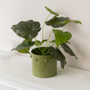 Medium Sage Green Bobbled Planter Pot - 18.5cm x 22cm