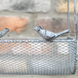 Rustic Metal Garden Hanging Bird Feeder