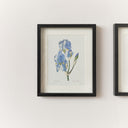 Vintage Blue Iris Flower Framed Wall Print 20cm x 25cm