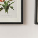 Vintage Red Tulip Flower Framed Wall Print 20cm x 25cm