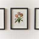 Vintage Red Tulip Flower Framed Wall Print 20cm x 25cm