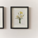 Vintage White Daffodil Flower Framed Wall Print 20cm x 25cm