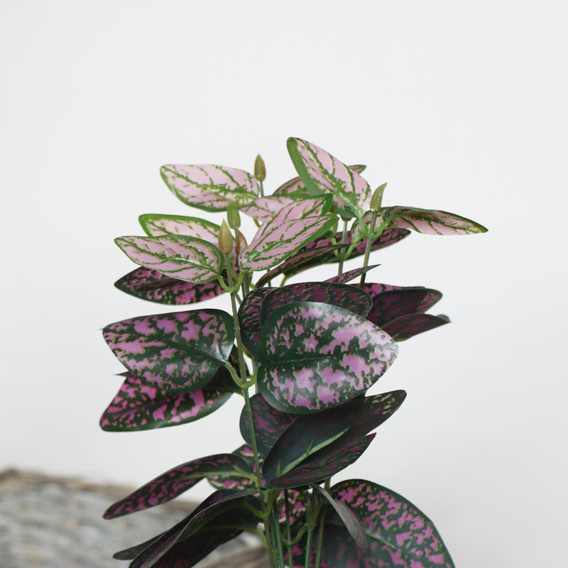 Faux Hypoestes Plant 