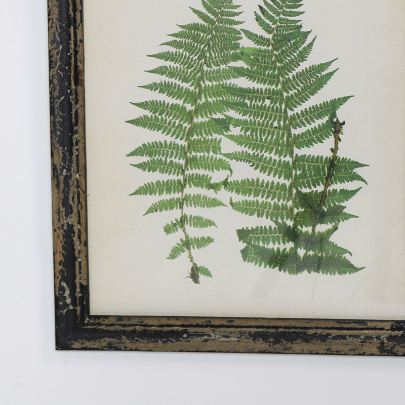 Framed Botanical Fern Print