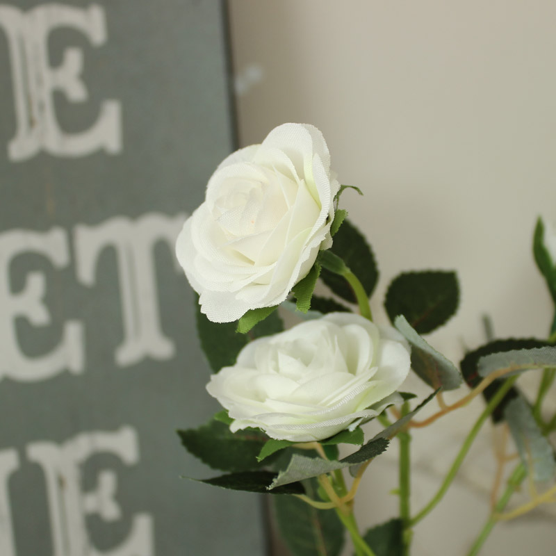 Ivory Rose Plant in Pot