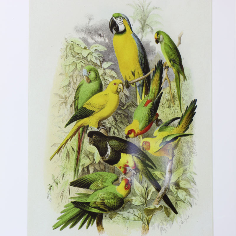 Wall Mounted Gold Framed Tropical Bird Prints