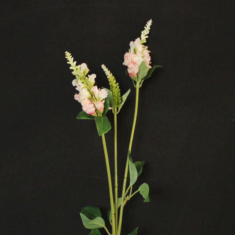 Pink Physostegia spray