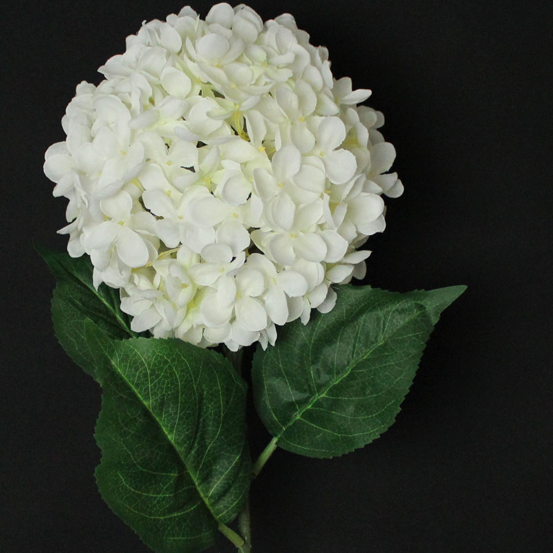 White Hydrangea Stem