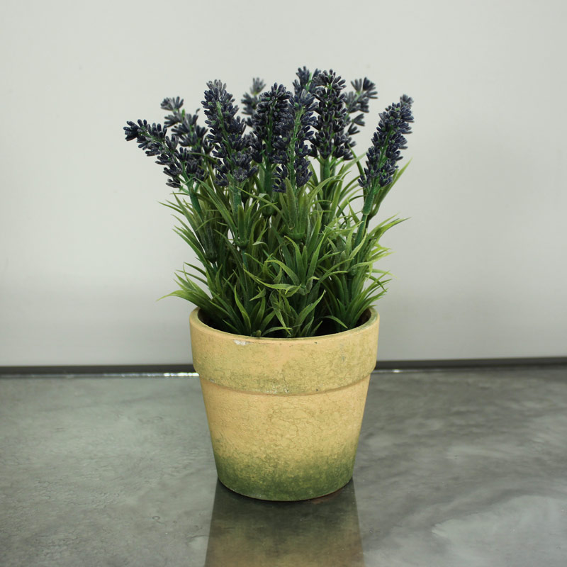 Lavender in Rustic Pot