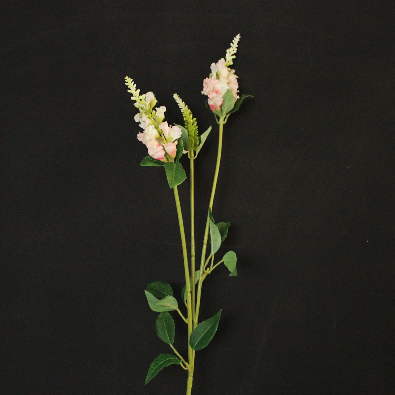 Pink Physostegia spray