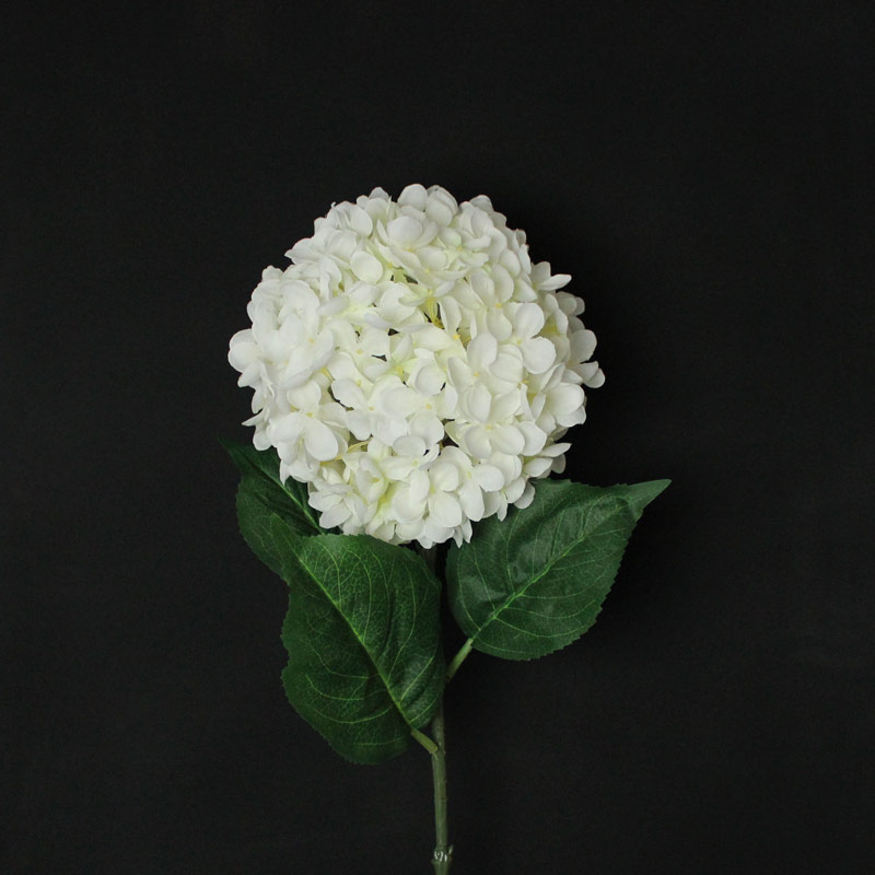 White Hydrangea Stem